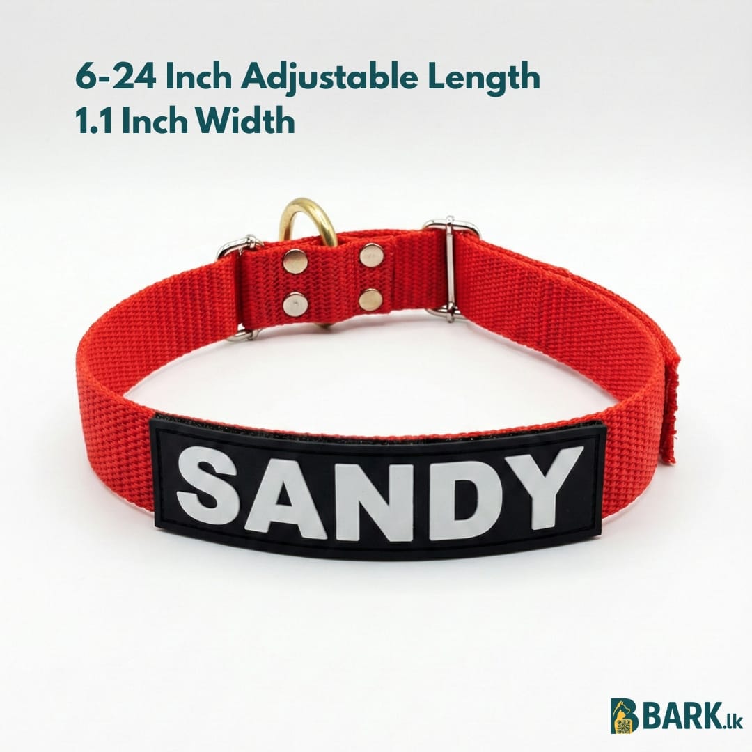 Customized Pet Collars for Dogs: Medium — view 13